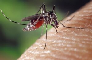 Sposób przenoszenia i objawy wirusa zika